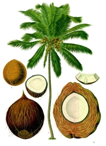 The Lovely Coconut Tree and It's Fruit